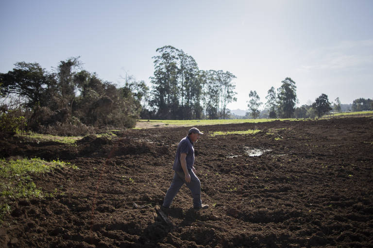Dienstmann pretende focar na produção de grãos após enchentes