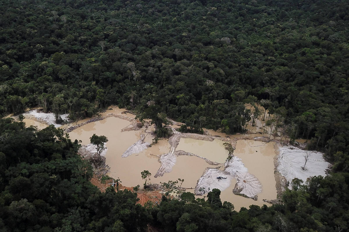 Opinião - Marcia Castro: A nossa sobrevivência depende da amazônia