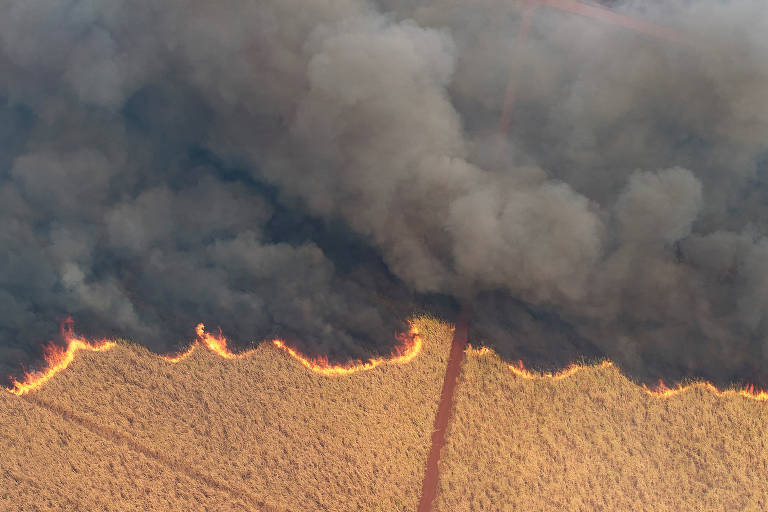 Fogo devasta plantação de cana-de-açúcar em Dumont, cidade na região de Ribeirão Preto, no interior de SP