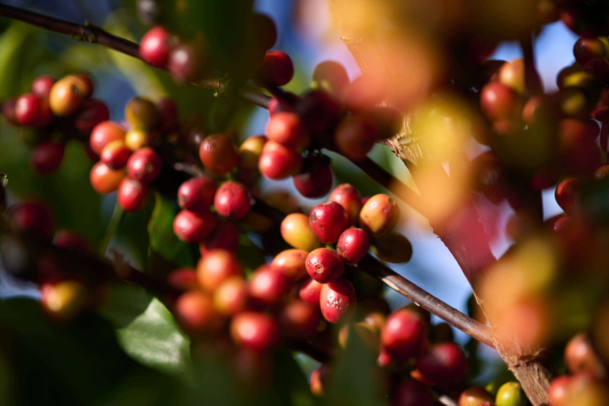 Vaivém: Empresa da UE antecipa compra de café devido lei antidesmatamento