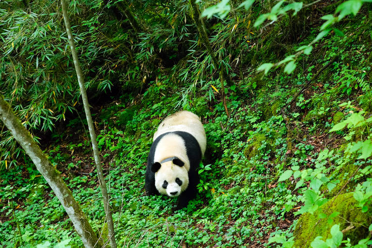 Panda-gigante na Reserva Natural Nacional de Wolong na província de Sichuan, na China