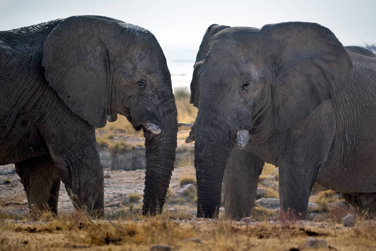 A imagem mostra dois elefantes africanos em um ambiente natural. Eles estão se encarando, com as orelhas grandes e trombas visíveis. O fundo é uma paisagem de savana, com grama seca e um céu nublado ao fundo