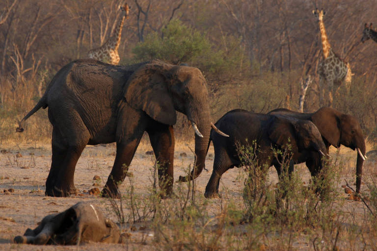 A imagem mostra um grupo de elefantes em uma área de savana. Um elefante adulto está em pé, enquanto dois filhotes caminham próximos a ele. Ao fundo, algumas girafas podem ser vistas entre a vegetação. No chão, há um elefante deitado, aparentemente sem vida. A vegetação é escassa, com arbustos e árvores secas ao redor