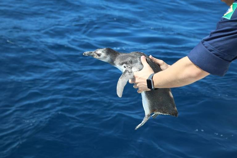 Imagem colorida mostra duas mãos brancas segurando um pinguim momento antes de o animal ser colocado na água; ao fundo, há o oceano