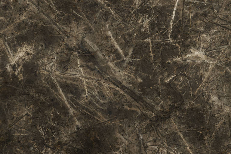 Tronco de uma castanheira queimada em uma área desmatada às margens do ramal LP45 em Vila Nova de Samuel, no municipio de Candeias do Jamari (RO)