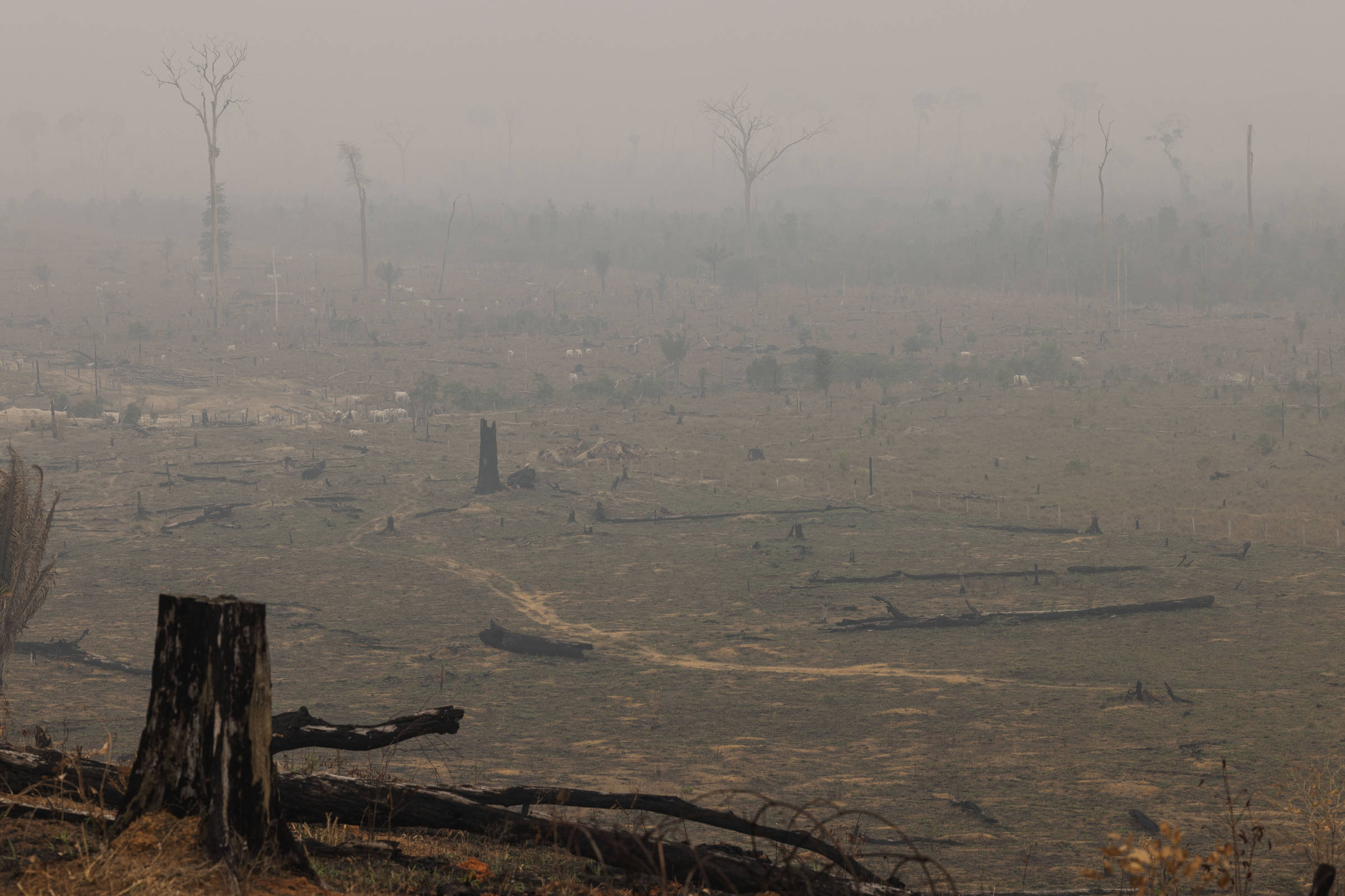 Opinião - Marcelo Leite: Brasil sufoca em fumaça e a culpa é do agro