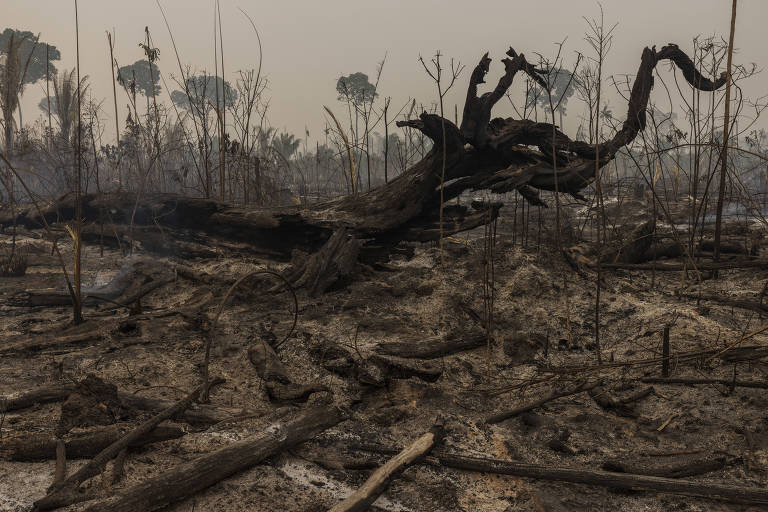 Tronco de uma castanheira queimada em uma área desmatada às margens do ramal LP45 em Vila Nova de Samuel, no municipio de Candeias do Jamari (RO)