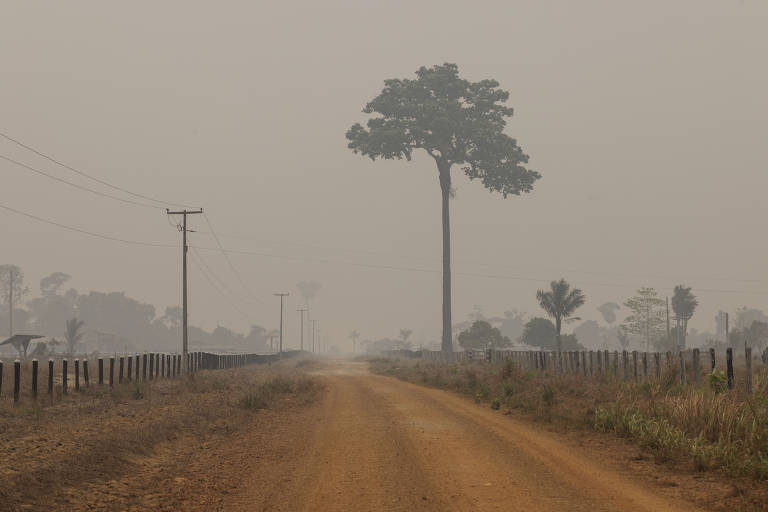 Uma castanheira solitária resiste às margens do ramal LP45 em Vila Nova de Samuel, no municipio de Candeias do Jamari (RO)