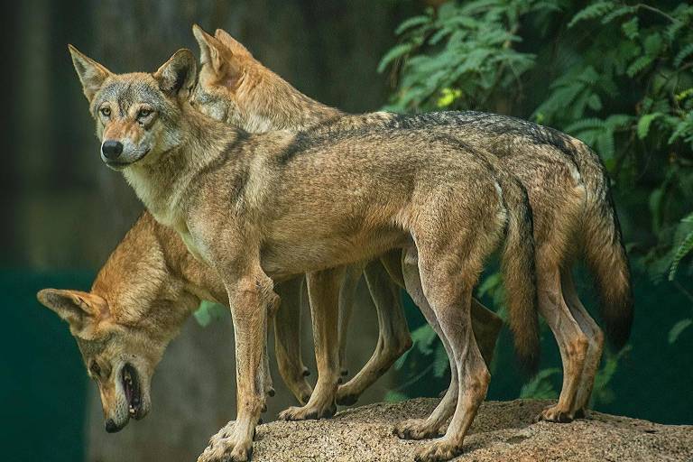 A imagem mostra três lobos em um rochedo. Um dos lobos está em primeiro plano, olhando diretamente para a câmera, enquanto os outros dois estão atrás, um deles com a cabeça baixa. O fundo é composto por vegetação verde, sugerindo um ambiente natural.