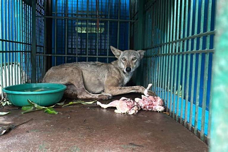 A imagem mostra um lobo dentro de uma jaula. O animal está deitado em um canto, com um olhar atento. No chão da jaula, há restos de carne e uma tigela verde com água. As paredes da jaula são de metal, com barras verticais, e o fundo é azul. Há algumas folhas no chão, indicando um ambiente não muito limpo.