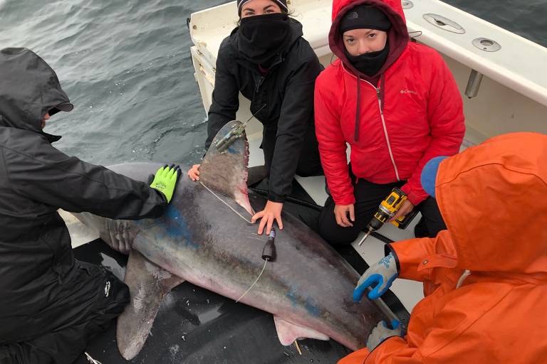 A imagem mostra um grupo de quatro pessoas em um barco, trabalhando com um tubarão que está deitado na superfície. As pessoas estão vestindo roupas de proteção contra o frio, incluindo toucas e luvas. Uma delas está segurando um dispositivo, possivelmente um rastreador, enquanto outra está tocando o tubarão. O ambiente é marinho, com água visível ao fundo.