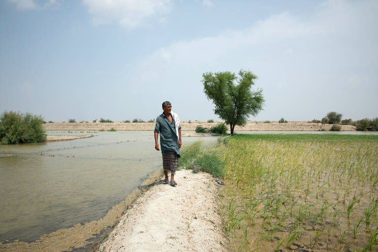 Um homem caminha ao longo de um caminho de terra entre um campo de arroz e uma área alagada. À esquerda, há água parada e, à direita, o campo de arroz está em crescimento. Ao fundo, há uma árvore solitária e uma parede de terra. O céu está parcialmente nublado.
