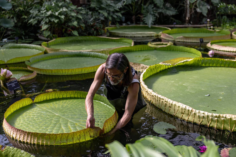 Um homem está em uma lagoa, cuidando de grandes folhas de Vitória-Régia. Ele está agachado na água, segurando uma das folhas, enquanto várias outras flutuam ao seu redor. O ambiente é verde e tropical, com plantas ao fundo.