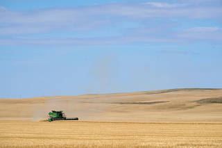 A farmer harvests wheat near Kindersley