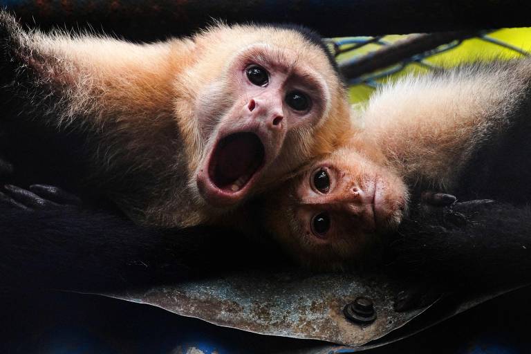 Dois macaquinhos, um deles com a boca aberta para a câmera