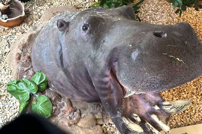 Um hipopótamo taxidermizado está em uma área com pedras claras dentro de uma casa