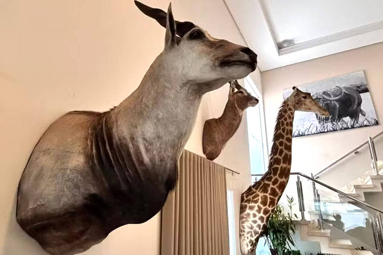 A cabeça empalhada de uma girafa e outros dois animais estão penduradas em uma parede clara de uma casa