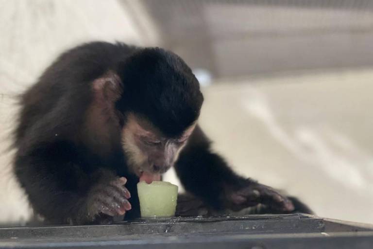 Macaco se refresca com fruta congelada