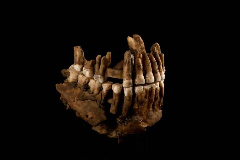 A imagem mostra uma mandíbula fossilizada, com dentes visíveis e uma estrutura óssea exposta. O fundo é preto, destacando a mandíbula em detalhes.