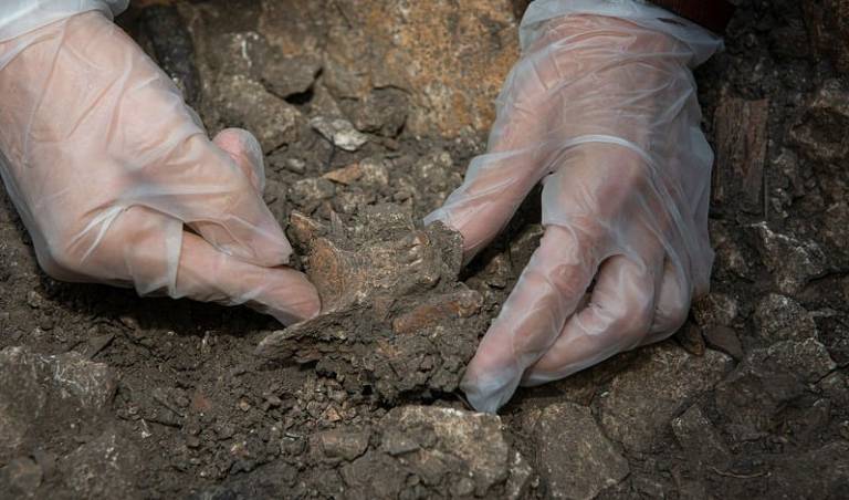 A imagem mostra duas mãos usando luvas transparentes, cuidadosamente manipulando uma peça de material fossilizado em um solo escavado. O fundo é composto por terra e rochas, indicando um ambiente de escavação.