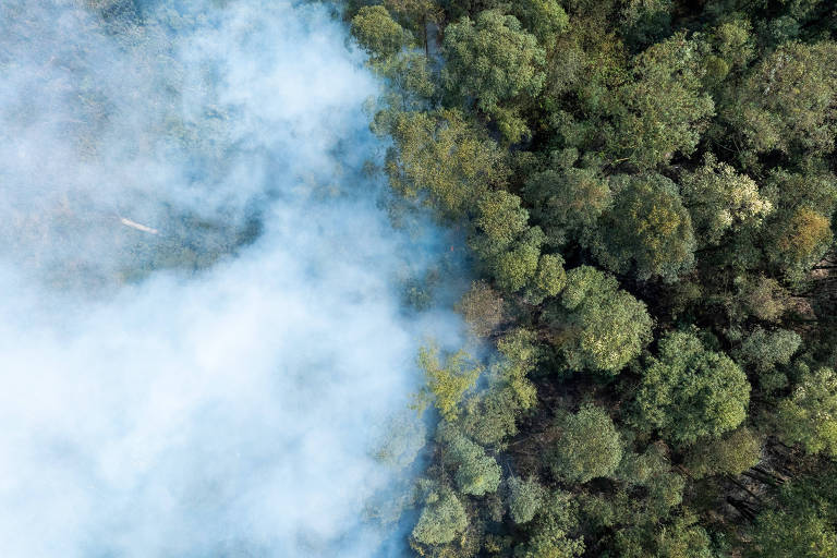 A foto mostra metade de uma floresta, vista de cima, encoberta de fumaça;