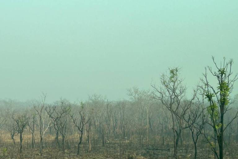 A imagem mostra uma paisagem de floresta com árvores secas e sem folhas, em um ambiente com névoa ou fumaça, criando uma atmosfera de desolação. O céu apresenta uma coloração esverdeada, e o solo é visivelmente seco.