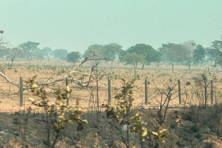 A imagem mostra uma paisagem de terra queimada, com vegetação seca e árvores esparsas ao fundo. O céu apresenta uma tonalidade esverdeada, indicando possível fumaça ou poluição. Há uma cerca visível, e o solo é predominantemente seco e árido.