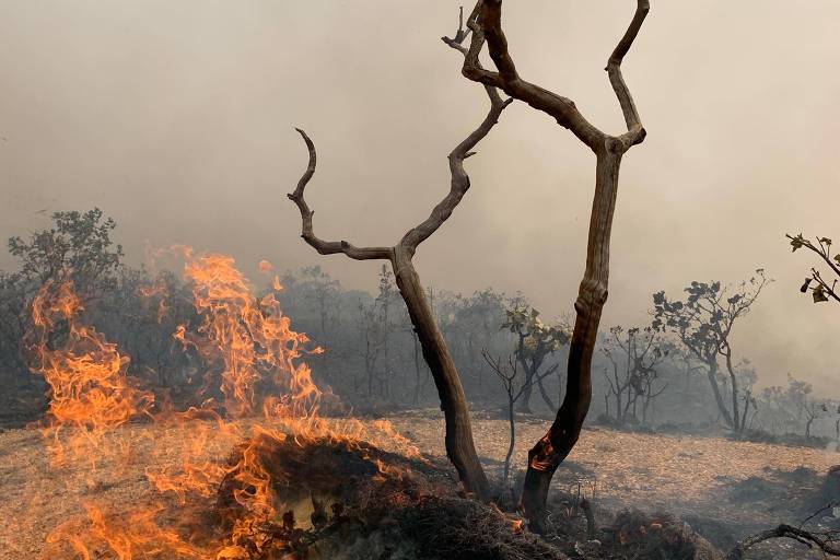 A imagem mostra um cenário de incêndio florestal, com chamas laranjas e fumaça densa. No centro, há uma árvore seca e retorcida, com galhos expostos, cercada por vegetação que está pegando fogo. O fundo é obscuro devido à fumaça.