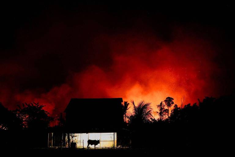 Foto noturna mostra uma casinha com um boi na frente. no fundo um clarão laranja de um incêndio
