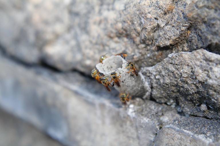 A imagem mostra um pequeno ninho de abelhas localizado em uma parede de pedra. Várias abelhas estão ao redor de um tubo branco, que parece ser a entrada do ninho. A superfície da parede é áspera e composta por pedras de diferentes tamanhos e texturas.