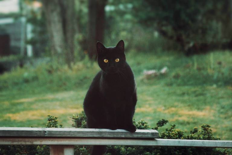 Gato preto posa em jardim