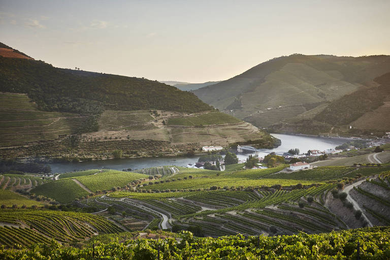 Socalcos， degraus construídos nas encostas das montanhas， no Vale do Douro， em Portugal