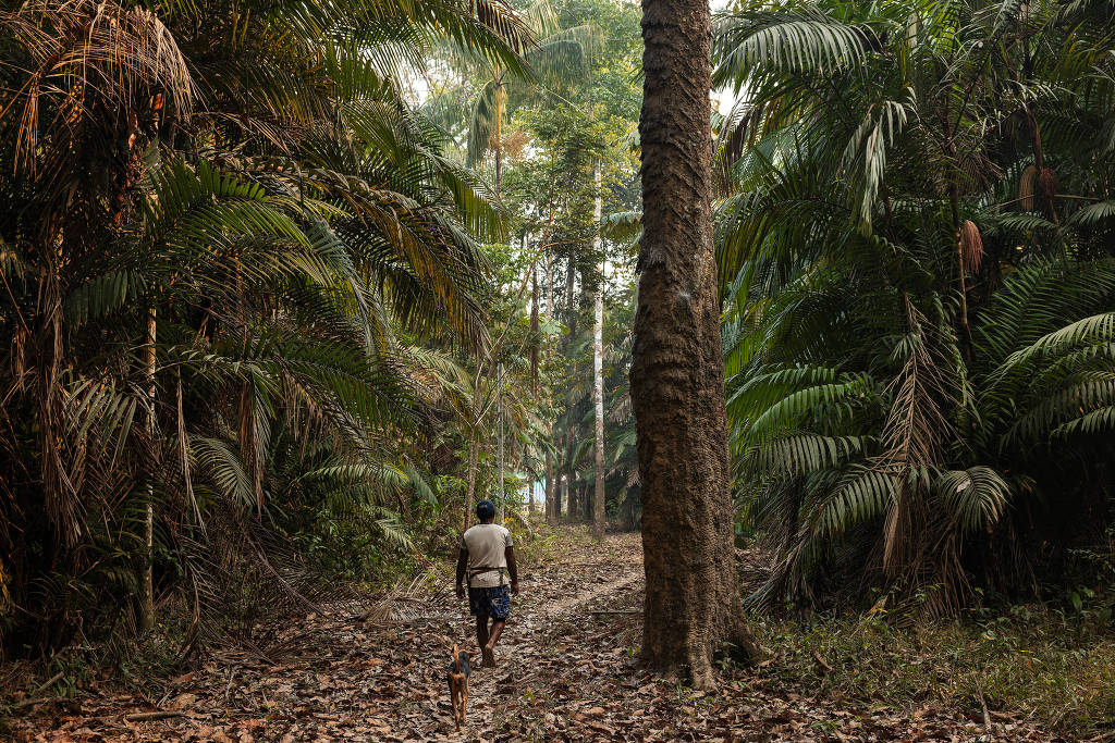 Ribeirinho caminha na floresta