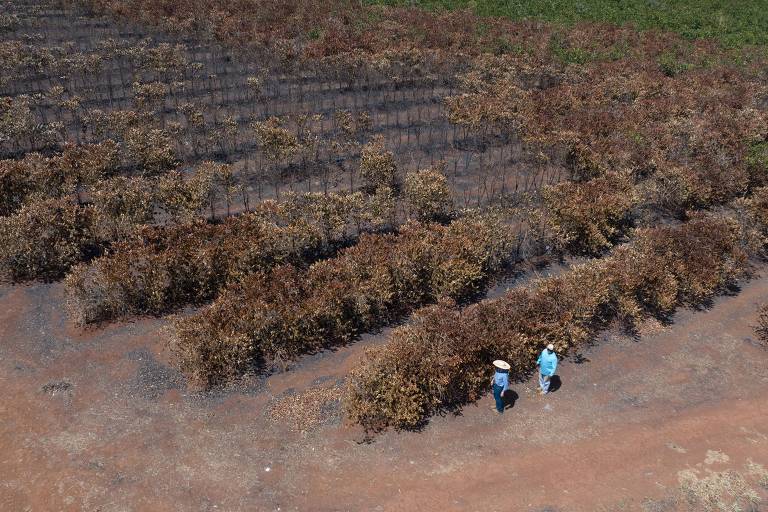 Imagem mostra lavoura de café destruída por incêndio na zona rural de Pedregulho (SP)