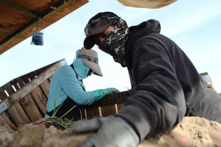 Imigrantes do México, vestidos para se proteger do sol, colhem batata-doce em uma fazenda na Califórnia, em 26 de outubro de 2018