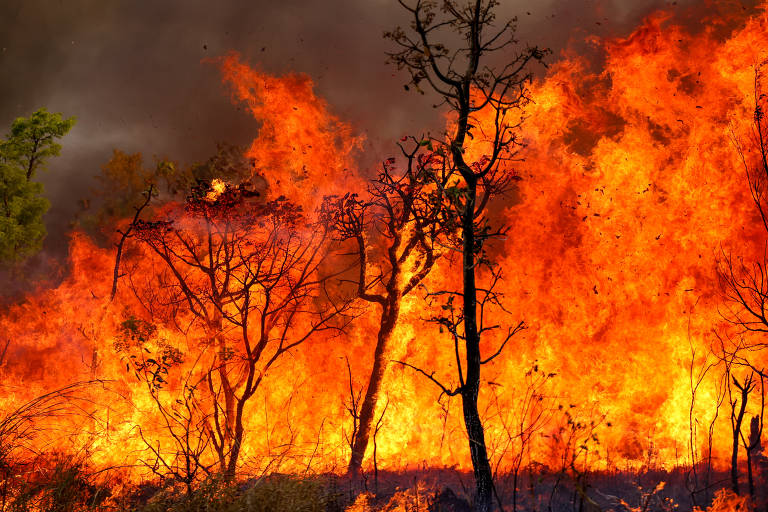 O parque Nacional de Brasília é uma área de conservação importante para a proteção dos rios que abastecem a região