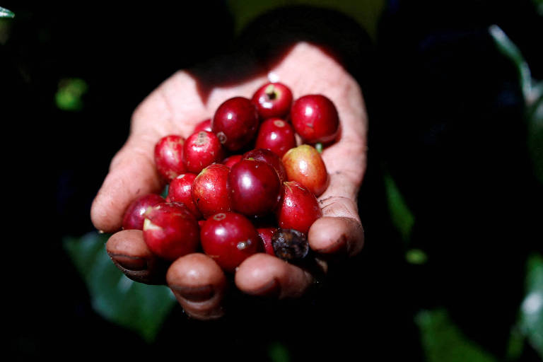 Grãos do café arábica são colhidos em fazenda