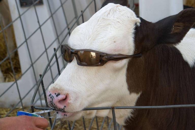 Bezerro tomando suco de óculos escuros