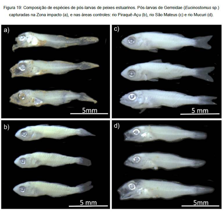 Deformidades em animais marítimos que estariam relacionadas à tragédia de Mariana