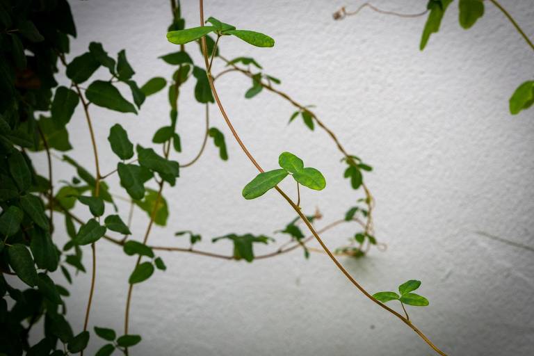 A imagem mostra uma parede branca com ramos de plantas verdes se entrelaçando. As folhas são pequenas e variadas, com algumas se destacando em um tom verde mais intenso. A composição é predominantemente verde e branca, com a vegetação se espalhando de forma orgânica pela superfície.