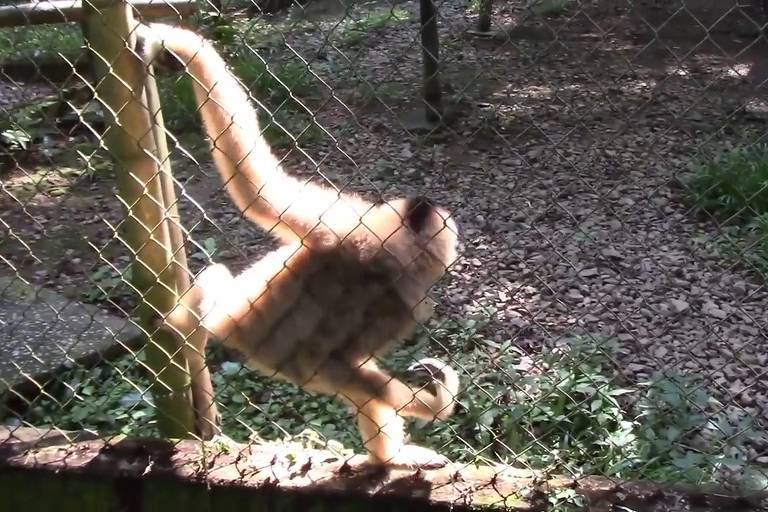 A imagem mostra um macaco se movendo ao longo de uma cerca em um ambiente natural. O macaco está pendurado com um braço estendido, enquanto o fundo apresenta vegetação e uma superfície de terra.