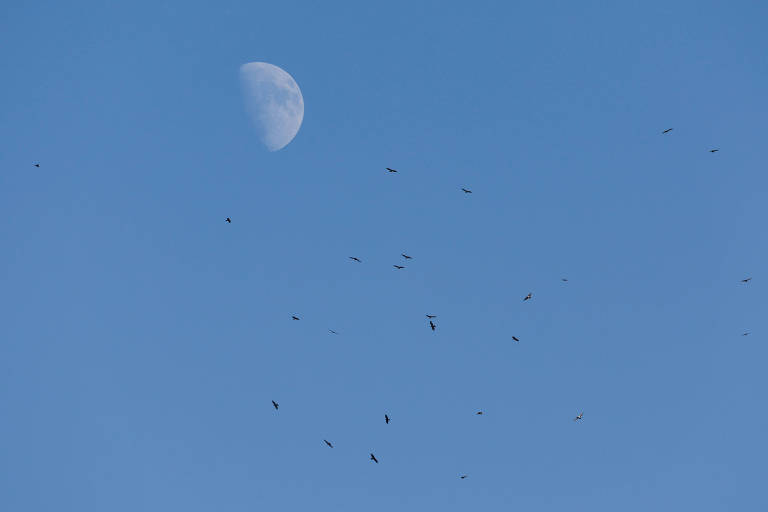 Pássaros voando em frente a Lua