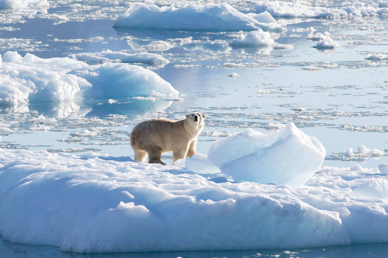 A imagem mostra um urso polar em uma plataforma de gelo flutuante, cercado por blocos de gelo e água. O urso está em pé, olhando para a câmera, com um fundo de gelo e água azul clara.