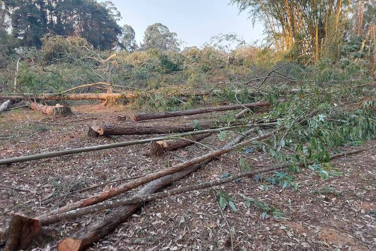 A imagem mostra uma área de floresta desmatada, com vários troncos de árvores caídos e galhos espalhados pelo chão. O solo está coberto de folhas secas e pequenos ramos, e ao fundo, há árvores ainda em pé, indicando que a área foi parcialmente desmatada. A luz do dia é suave, sugerindo que a foto foi tirada durante a manhã ou no final da tarde.