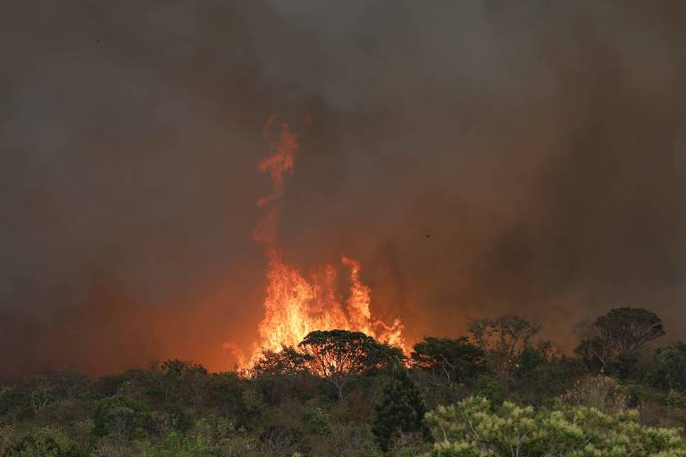 A imagem mostra um incêndio florestal em uma área de vegetação. Chamas intensas se elevam em meio a árvores, enquanto uma densa fumaça escura cobre o céu. A vegetação ao redor é visível, com diferentes tipos de plantas e arbustos, mas a maior parte da cena é dominada pelo fogo e pela fumaça.
