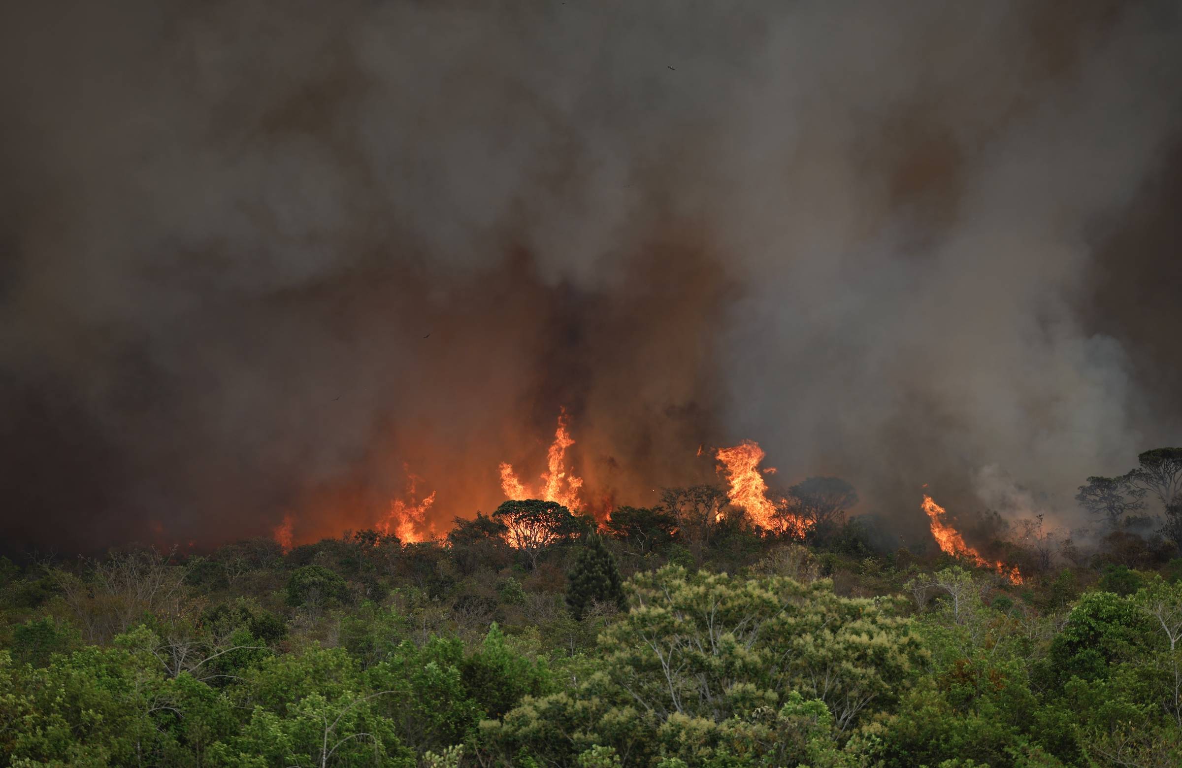 Fires in Brazil: carbon market needs to be on the agenda – 09/20/2024 – Deborah Bizarria