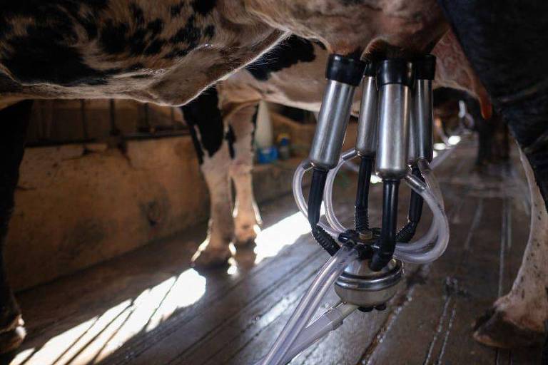 Vaca sendo ordenhada em fazenda leiteira em Vespasiano, Minas Gerais
