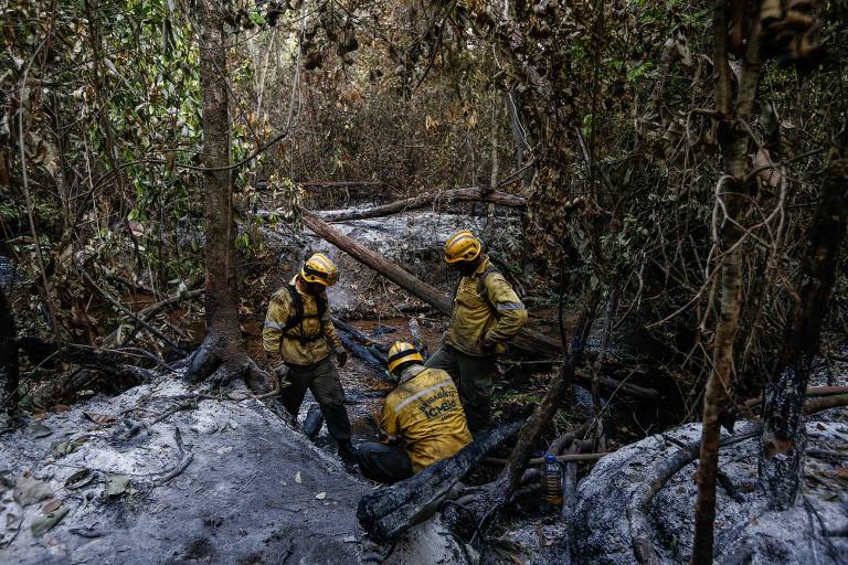 A imagem mostra três bombeiros em uma área de floresta que foi afetada por um incêndio. Eles estão usando uniformes de proteção e capacetes， e estão em uma área com vegetação que parece queimada. O ambiente ao redor é denso， com árvores e folhagens， e o solo está coberto por cinzas e restos de madeira queimada.