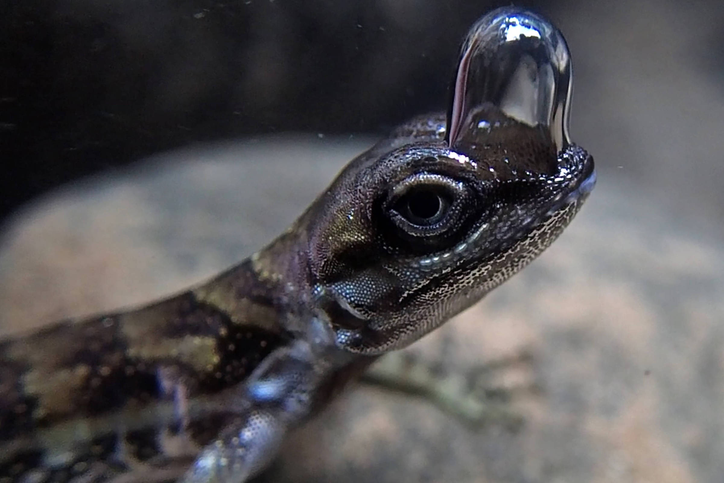 Lizards Use Air Bubbles as 'Escape Tanks' – 09/22/2024 – Science