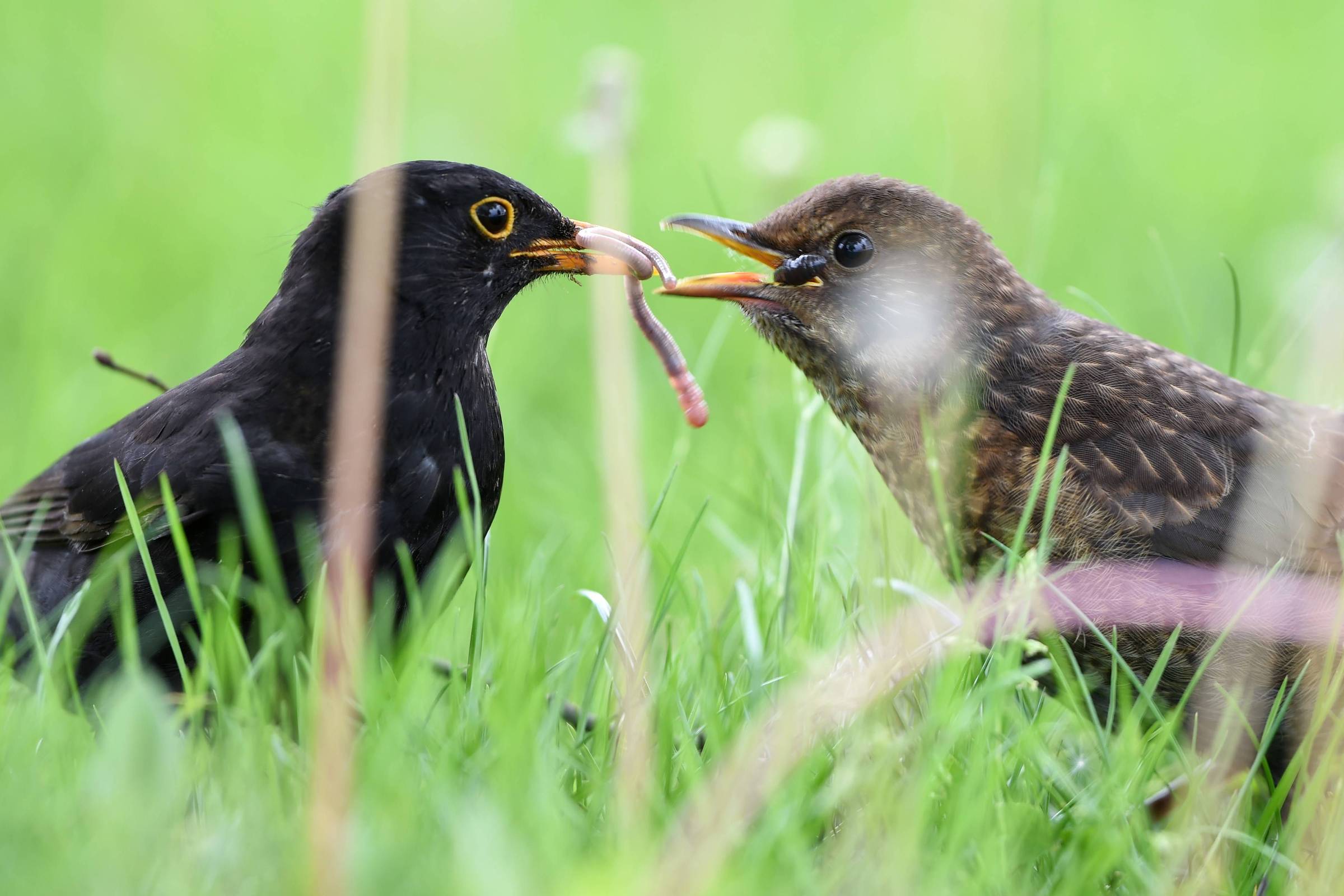 Estudo releva mistério de migração de aves e vai contra senso comum de economia de energia